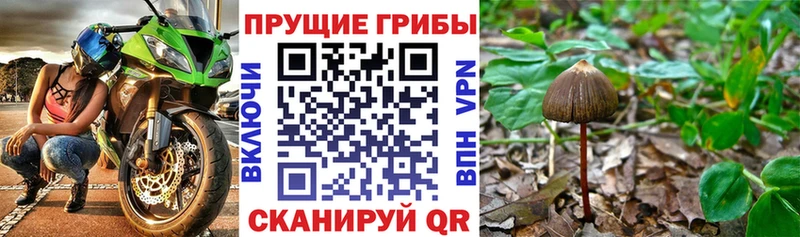 Галлюциногенные грибы MAGIC MUSHROOMS  Боровск 